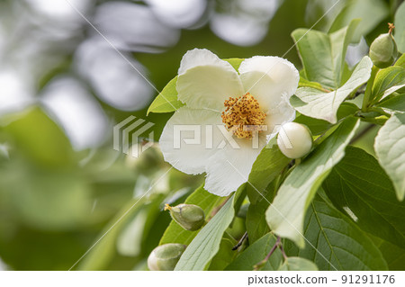 Shara flowers Shara flowers 91291176