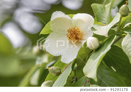 Shara flowers Shara flowers 91291178