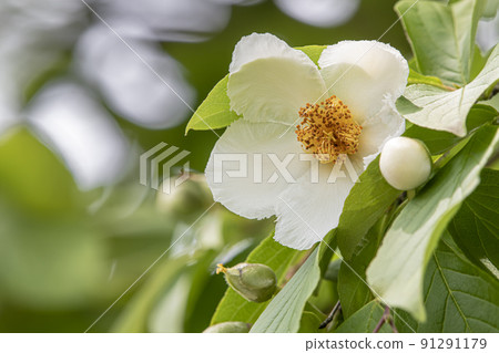 Shara flowers Shara flowers 91291179