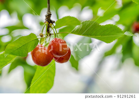 山形縣天童市紅櫻桃（佐藤錦） 91291261