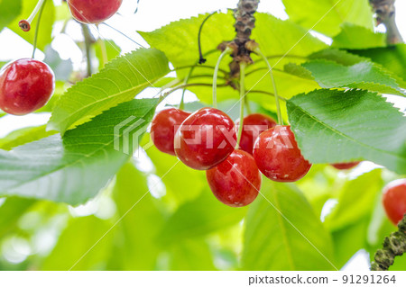 Red-grown cherries (Sato Nishiki), Tendo City, Yamagata Prefecture Red-grown cherries (Sato Nishiki), Tendo City, Yamagata Prefecture 91291264