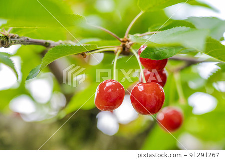 Red-grown cherries (Sato Nishiki), Tendo City, Yamagata Prefecture 91291267