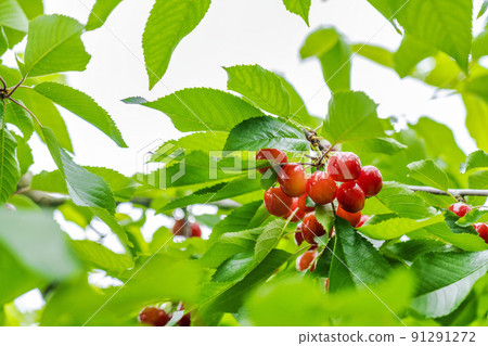 山形縣天童市紅櫻桃（佐藤錦） 91291272