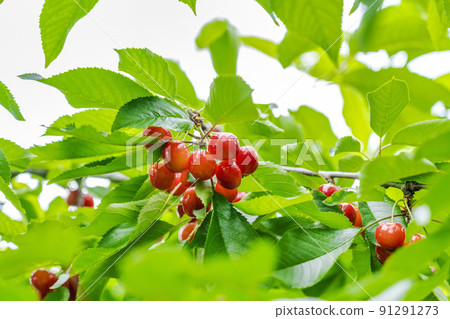 山形縣天童市紅櫻桃(佐藤錦) 山形縣天童市紅櫻桃(佐藤錦) 91291273