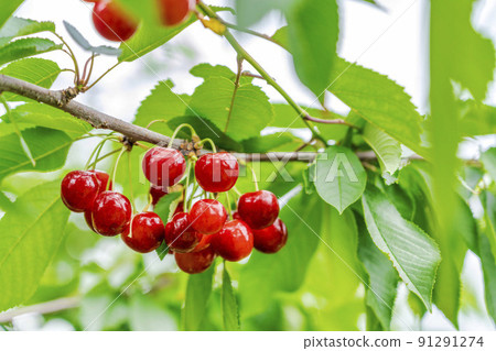 Red-grown cherries (Sato Nishiki), Tendo City, Yamagata Prefecture Red-grown cherries (Sato Nishiki), Tendo City, Yamagata Prefecture 91291274