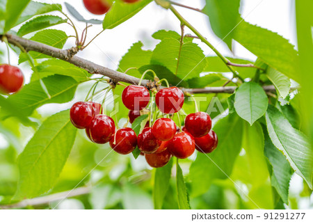 Red-grown cherries (Sato Nishiki), Tendo City, Yamagata Prefecture 91291277