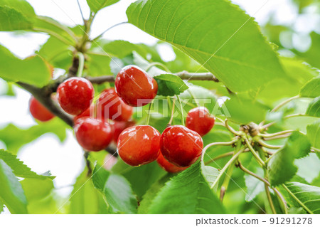 Red-grown cherries (Sato Nishiki), Tendo City, Yamagata Prefecture Red-grown cherries (Sato Nishiki), Tendo City, Yamagata Prefecture 91291278