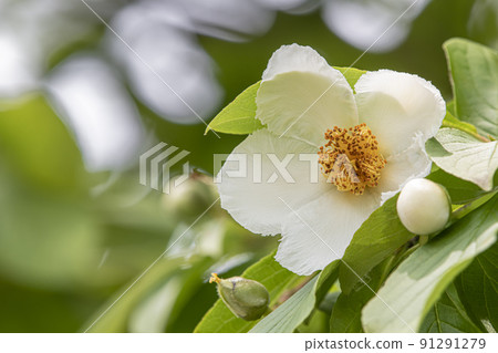 Shara flowers Shara flowers 91291279