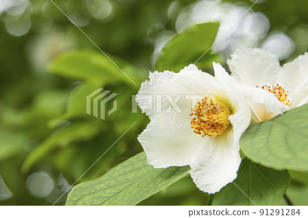 Shara flowers Shara flowers 91291284