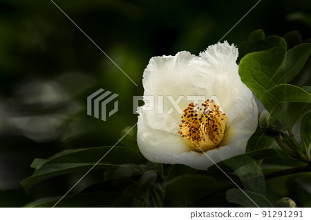 Shara flowers 91291291