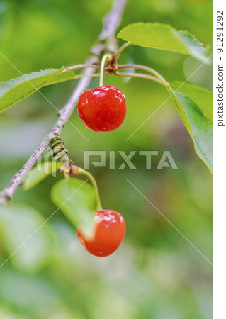Red-grown cherries (Sato Nishiki), Tendo City, Yamagata Prefecture Red-grown cherries (Sato Nishiki), Tendo City, Yamagata Prefecture 91291292