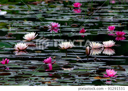 Water lily flower in Suiren-numa Water lily flower in Suiren-numa 91291531
