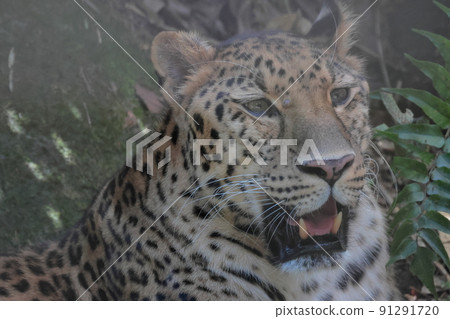 Amur leopard Amur leopard 91291720