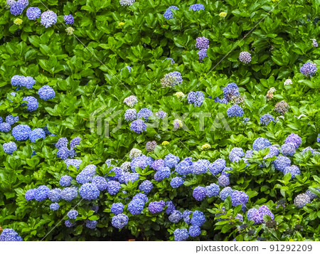 [Ibaraki Prefecture] Hydrangea Nihonmatsuji Hydrangea Forest 91292209