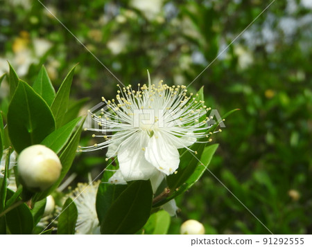 雄蕊蓬鬆的“桃金孃”花 雄蕊蓬鬆的“桃金孃”花 91292555