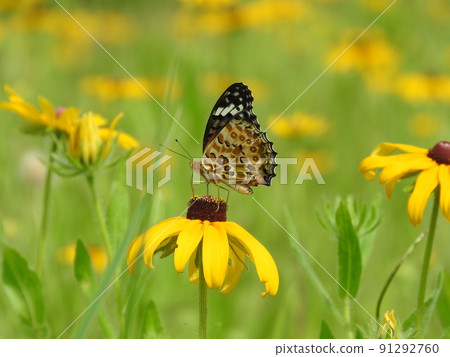 "Tsumaguro leopard" female who came to suck honey on the flowers of Rudbeckia "Tsumaguro leopard" female who came to suck honey on the flowers of Rudbeckia 91292760