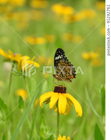 "Tsumaguro leopard" female who came to suck honey on the flowers of Rudbeckia "Tsumaguro leopard" female who came to suck honey on the flowers of Rudbeckia 91292761
