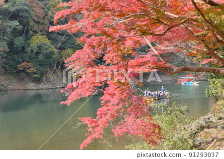 在紅葉的高潮中沿著保津川航行的觀光船 在紅葉的高潮中沿著保津川航行的觀光船 91293037