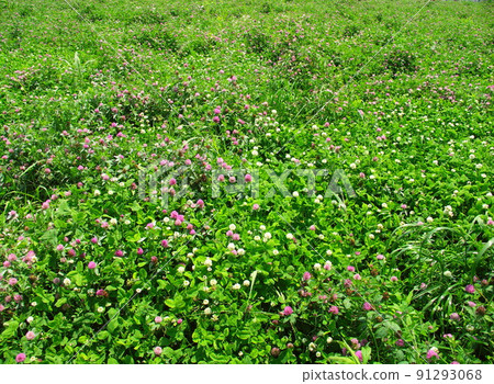 白三葉草和紅三葉草開花初夏田野風光 91293068