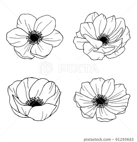 Anemone hand drawn illustrations line art flowers 91293683