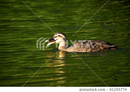 即期開單 220625am 6:08-2 91293774