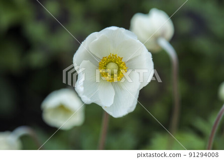 beautiful white flowers in the garden. a wonderful summer day beautiful white flowers in the garden. a wonderful summer day 91294008