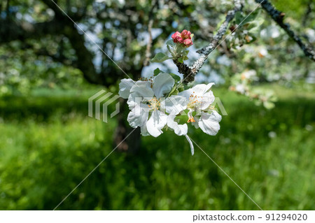 Apple blossoms, flowers and buds of apple trees on the tree 91294020