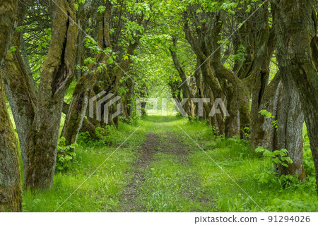 Abandoned green alley with old linden trees 91294026