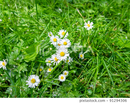 Wild charmomile flowers growing among the grass 91294306