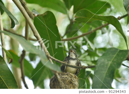 baby white throat fantail bird feeding by father and mother feeding in nest under mango tree baby white throat fantail bird feeding by father and mother feeding in nest under mango tree 91294343