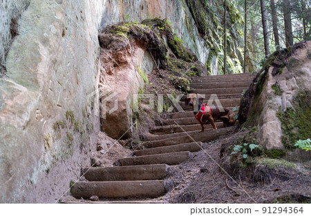 sandstone cliffs is approximately one kilometre long and is located on the left side of the primeval valley of the River Gauja. Latvia. 91294364