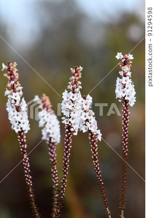 Flowers and buds of the Australian native Coast Coral Heath, Epacris microphylla, family Ericaceae, growing in heathland in Sydney, NSW. Flowers winter to summer. Endemic to east coast of Australia Flowers and buds of the Australian native Coast Coral Heath, Epacris microphylla, family Ericaceae, growing in heathland in Sydney, NSW. Flowers winter to summer. Endemic to east coast of Australia 91294598