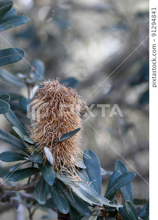 Australian nature background of a mature flower head and foliage of the Coast Banksia, Banksia integrifolia, family Proteaceae. Small tree endemic to eastern Australia. Flowers Spring, autumn, winter 91294841