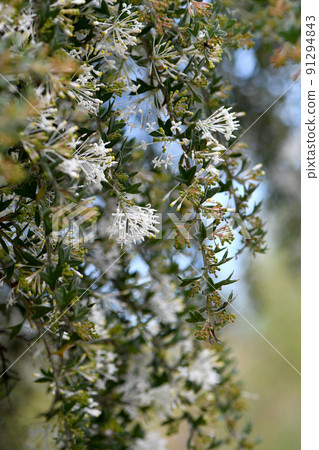 White flowers of the Western Australian native spider flower Grevillea vestita, family Proteaceae. Winter to spring flowering. Bushy prickly shrub with lobed leaves. 91294843