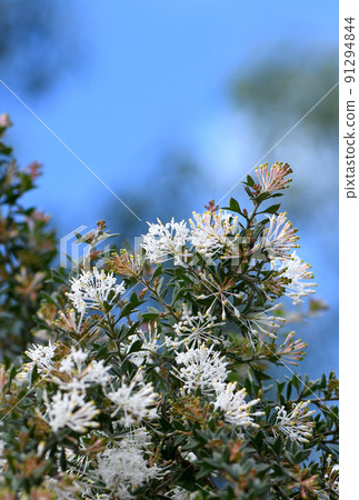 White flowers of the Western Australian native spider flower Grevillea vestita, family Proteaceae. Winter to spring flowering. Bushy prickly shrub with lobed leaves. 91294844