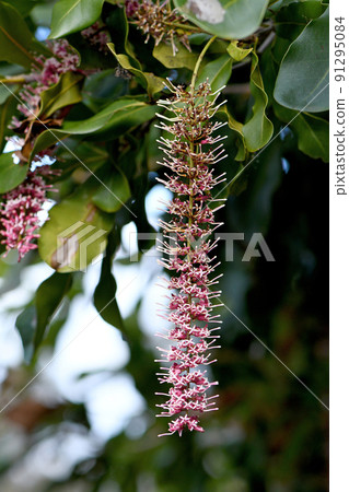 Raceme of pink flowers of an Australian native Macadamia, family Proteaceae. Endemic to northern New South Wales and Queensland. Raceme of pink flowers of an Australian native Macadamia, family Proteaceae. Endemic to northern New South Wales and Queensland. 91295084