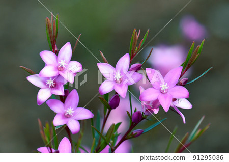 Vibrant pink star shaped flowers of the Australian native waxflower Crowea exalata, family Rutaceae. Evergreen shrub endemic to Victoria, flowers summer, autumn and winter 91295086