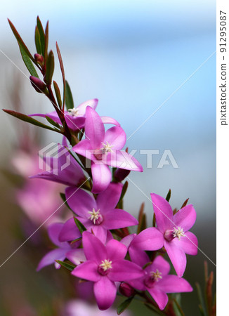 Vibrant pink star shaped flowers of the Australian native waxflower Crowea exalata, family Rutaceae. Evergreen shrub endemic to Victoria, flowers summer, autumn and winter Vibrant pink star shaped flowers of the Australian native waxflower Crowea exalata, family Rutaceae. Evergreen shrub endemic to Victoria, flowers summer, autumn and winter 91295087