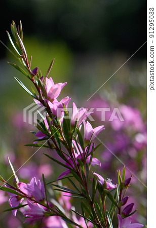 Backlit pink star shaped flowers and buds of the Australian native waxflower Crowea exalata, family Rutaceae. Evergreen shrub endemic to Victoria, flowers summer, autumn and winter. Backlit pink star shaped flowers and buds of the Australian native waxflower Crowea exalata, family Rutaceae. Evergreen shrub endemic to Victoria, flowers summer, autumn and winter. 91295088