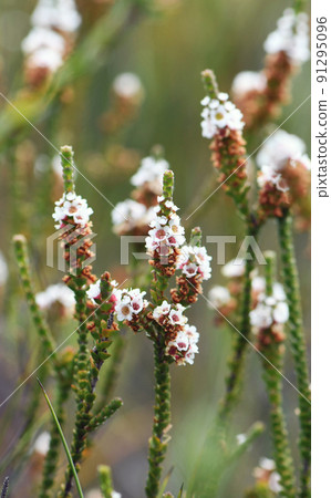 White flowers of the Australian native Heath Myrtle, Baeckea imbricata, family Myrtaceae. Endemic to eastern Australia in coastal heathland in New South Wales and Queensland White flowers of the Australian native Heath Myrtle, Baeckea imbricata, family Myrtaceae. Endemic to eastern Australia in coastal heathland in New South Wales and Queensland 91295096