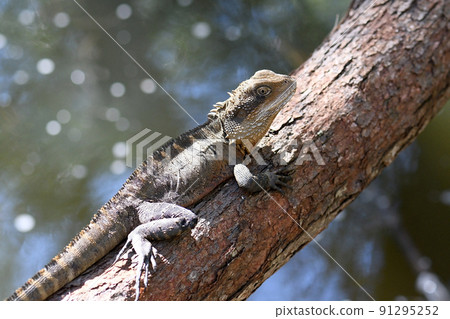 Australian Eastern Water Dragon, Itellagama lesueurii, family Agamidae, basking in the sun on a tree over a river in Sydney bushland, NSW, Australia Australian Eastern Water Dragon, Itellagama lesueurii, family Agamidae, basking in the sun on a tree over a river in Sydney bushland, NSW, Australia 91295252