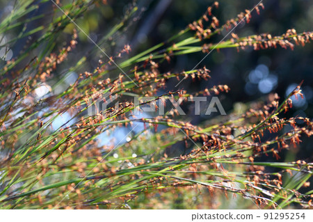 Stems and flowers of the Australian native Thick Twist Rush, Caustis pentandra, family Cyperaceae. Tall clumping perennial sedge of heath and open forest. Leaves reduced to sheaths. Short rhizome 91295254