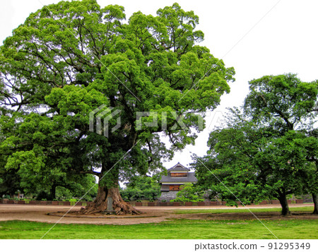 [Kumamoto] Ninomaru Square in Kumamoto Castle 91295349