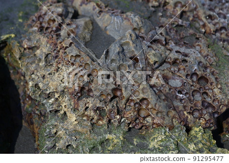 conglomerate conglomerate 91295477