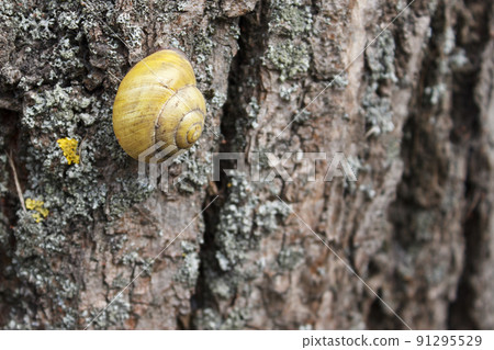big snail on a tree trunk 91295529