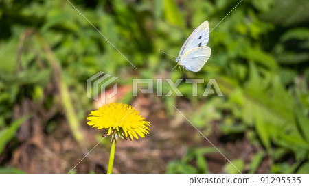 捲心菜白蝴蝶試圖棲息在蒲公英上 91295535
