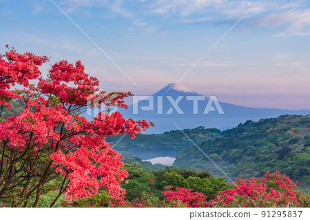 (Shizuoka Prefecture) Mt. Fuji seen from the Izu Skyline where azaleas bloom 91295837
