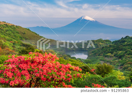 （靜岡縣）從杜鵑花盛開的伊豆天際線看到的富士山 91295863