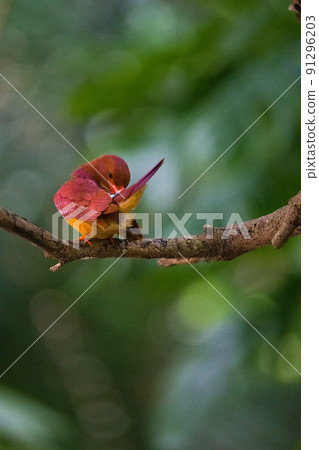 Wild birds in Okinawa Wild birds in Okinawa 91296203