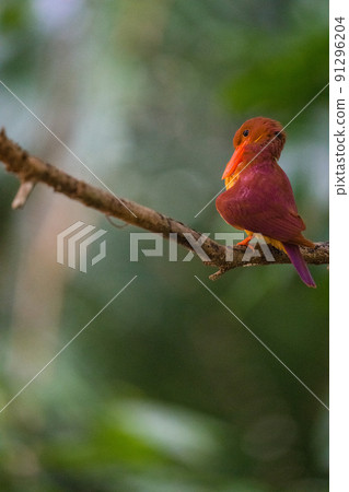 Wild birds in Okinawa Wild birds in Okinawa 91296204